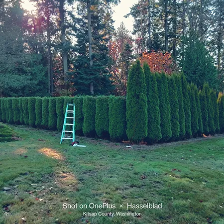 Landscape Maintenance